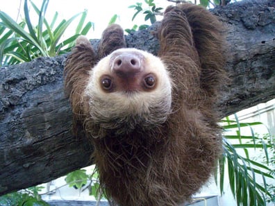 Sloth Life | Royal Ontario Museum